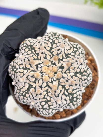 Astrophytum Super Kabuto V Type (T4) (b6) | Las Vegas Seller