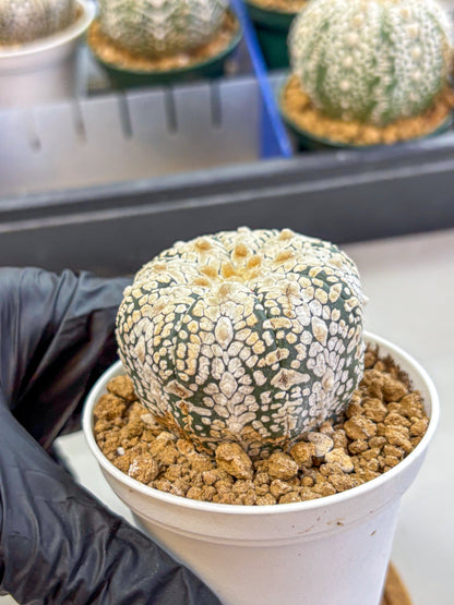 Astrophytum V Type (at2) (04) | Live Plant | Rare Collection