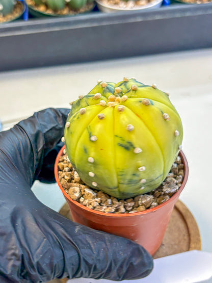 Astrophytum Variegated (at9) (04) | Rare Plant | Live Cactus