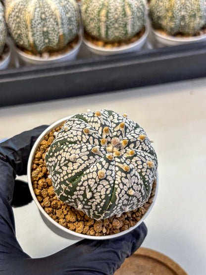 Astrophytum Super Kabuto (at10) (01) | sand dollar cactus