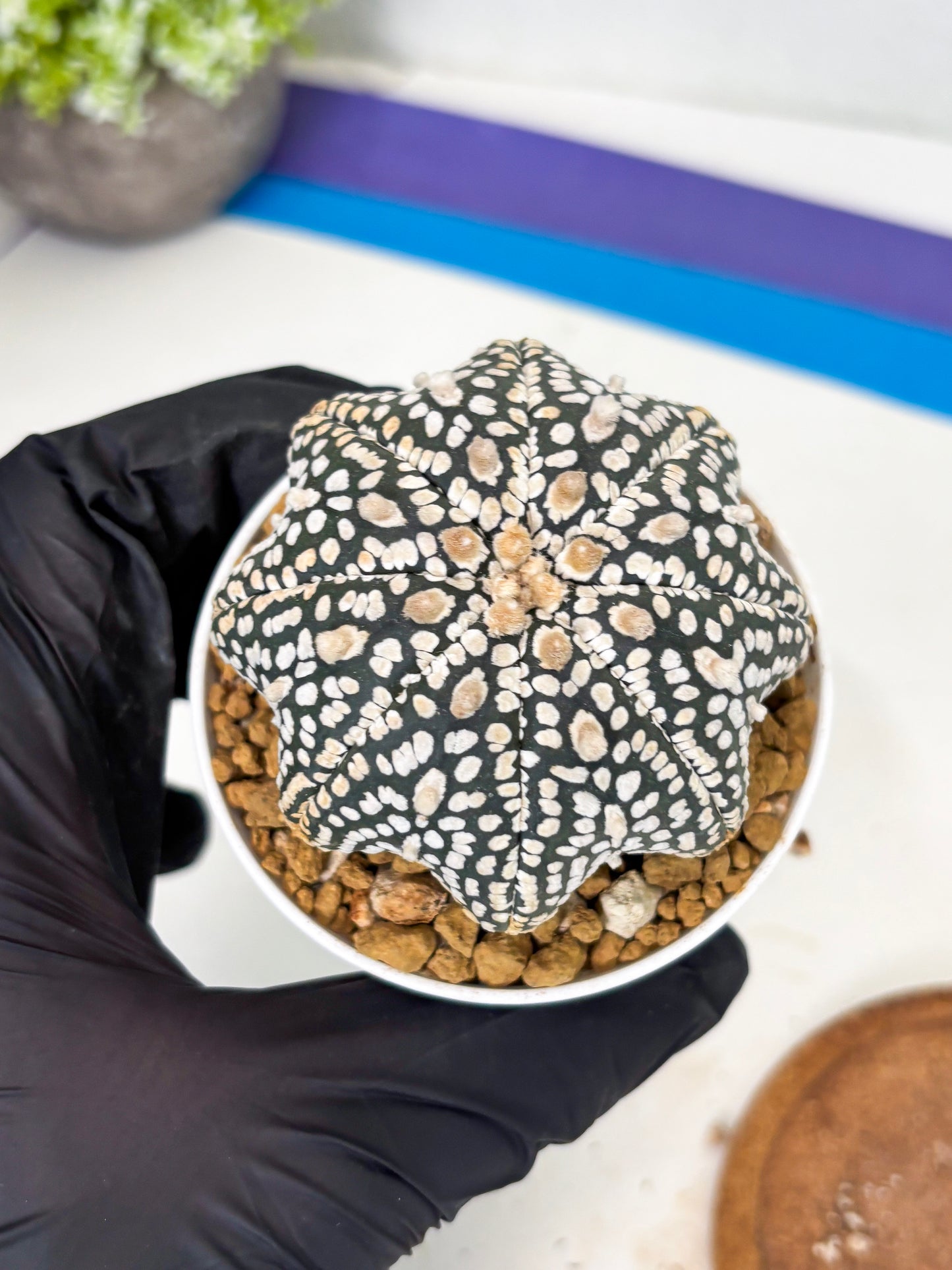 Astrophytum Star Shape (at3) (g2) | Very Rare Cactus