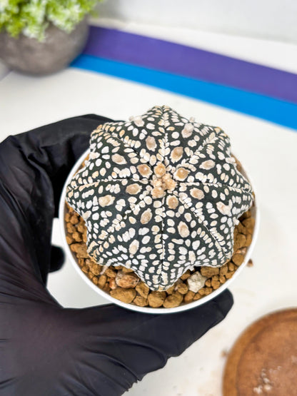 Astrophytum Star Shape (at3) (g2) | Very Rare Cactus
