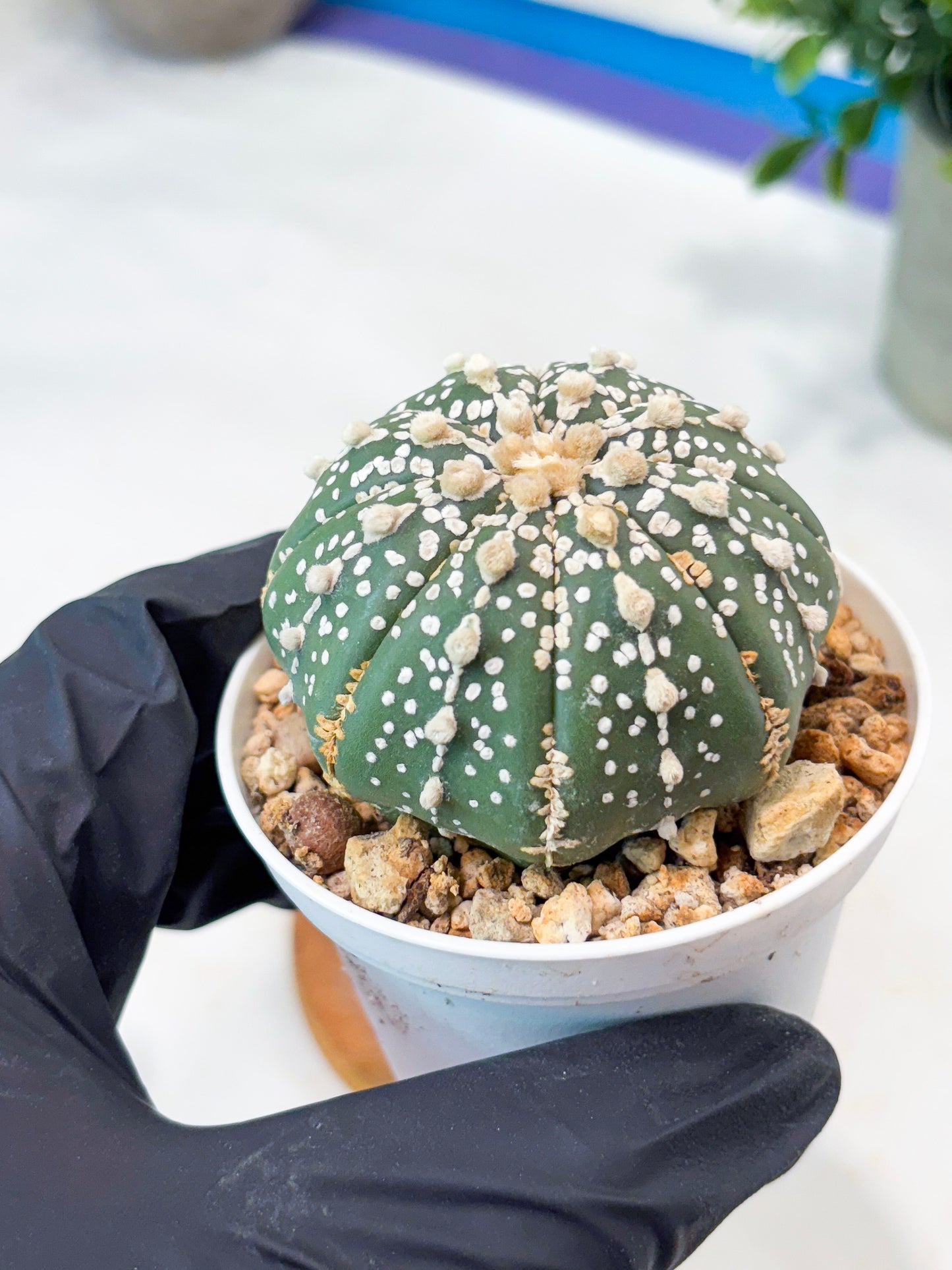 Astrophytum Superkabuto (T9) (r6) | Las Vegas Plant Shop