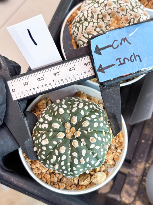 Astrophytum Super Kabuto (t12) (p1) | 3" Pot