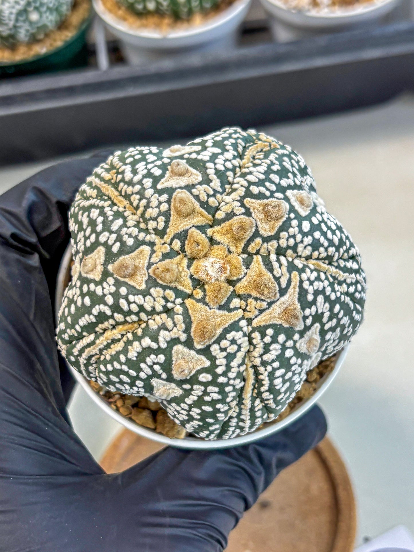 Astrophytum 5-Ribs (at7) (r6) | Living Rocks