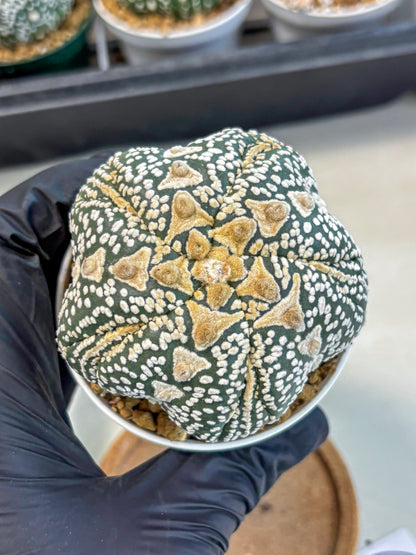 Astrophytum 5-Ribs (at7) (r6) | Living Rocks