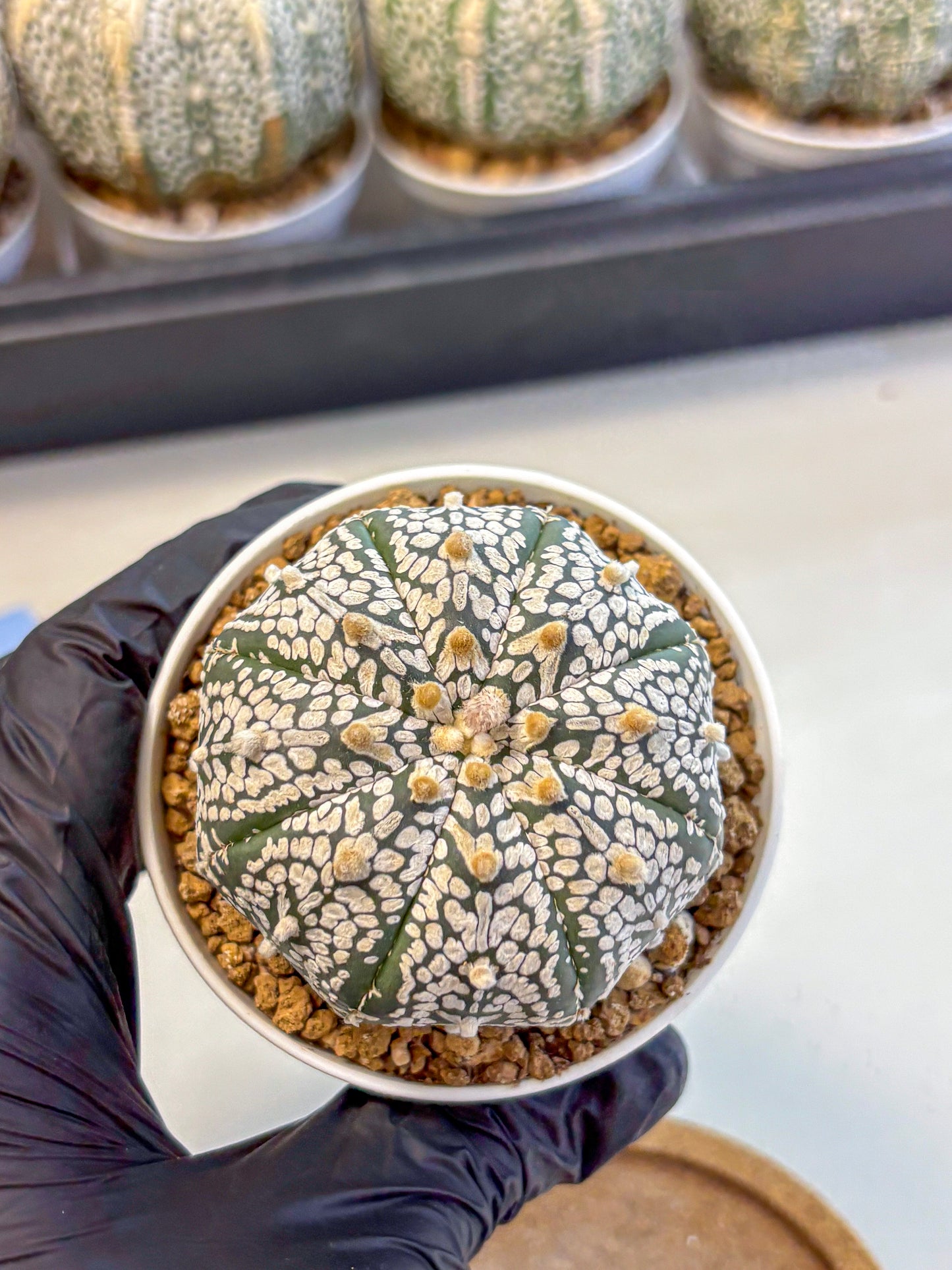 Astrophytum Super Kabuto (at10) (01) | sand dollar cactus