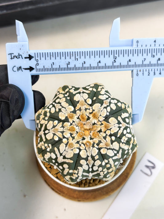 Astrophytum Star Shape (at3) (g3) | Very Rare Cactus