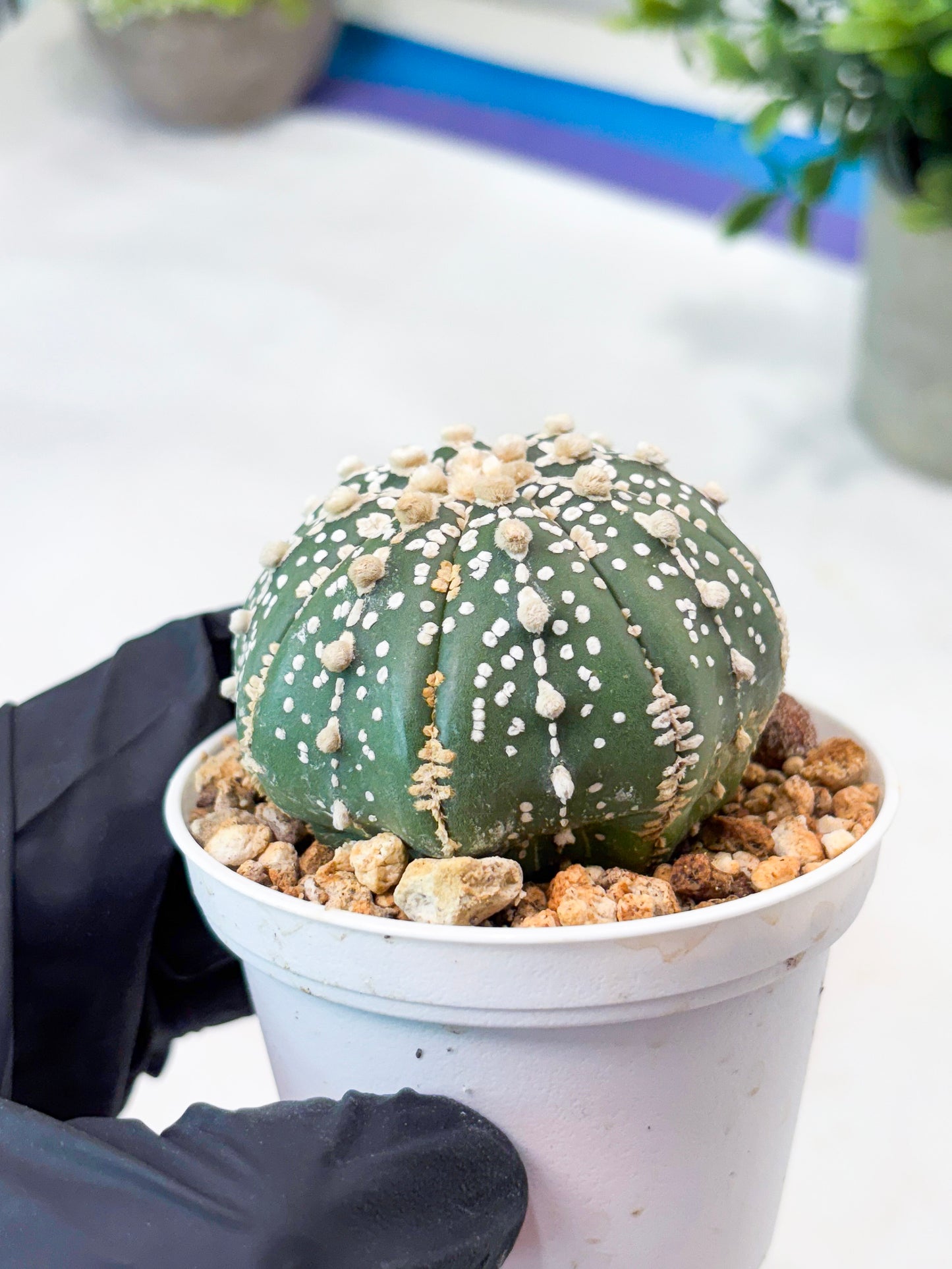 Astrophytum Superkabuto (T9) (r6) | Las Vegas Plant Shop