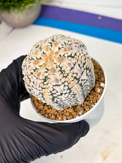 Astrophytum V-Type (at6) (b3) | Rare Star Cactus