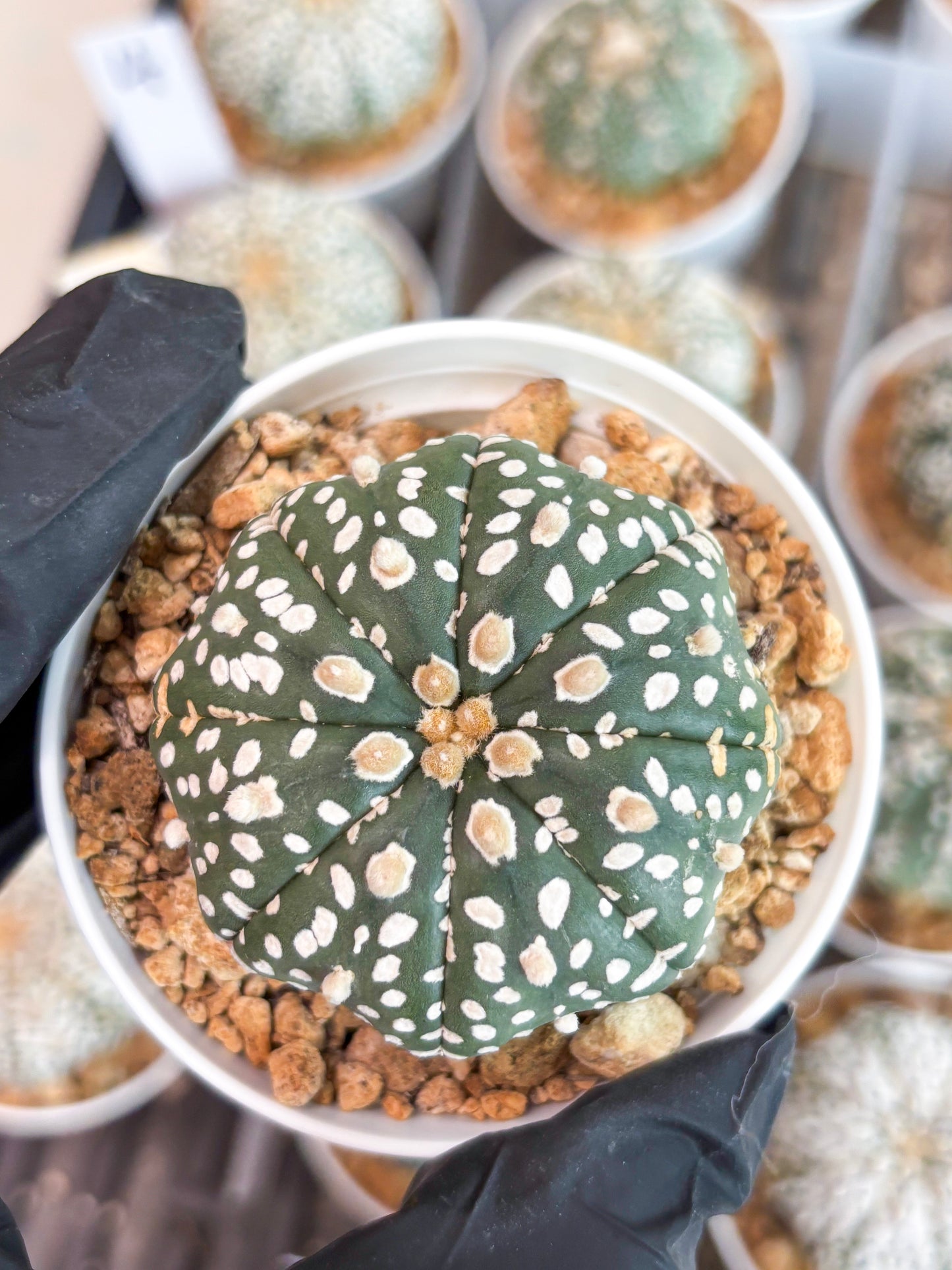 Astrophytum Super Kabuto (t12) (p1) | 3" Pot