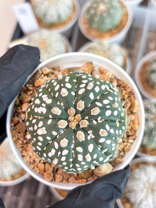 Astrophytum Super Kabuto (t12) (p1) | 3" Pot