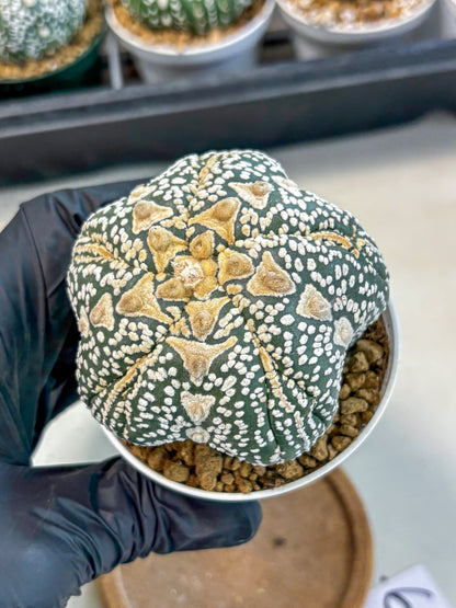 Astrophytum 5-Ribs (at7) (r6) | Living Rocks