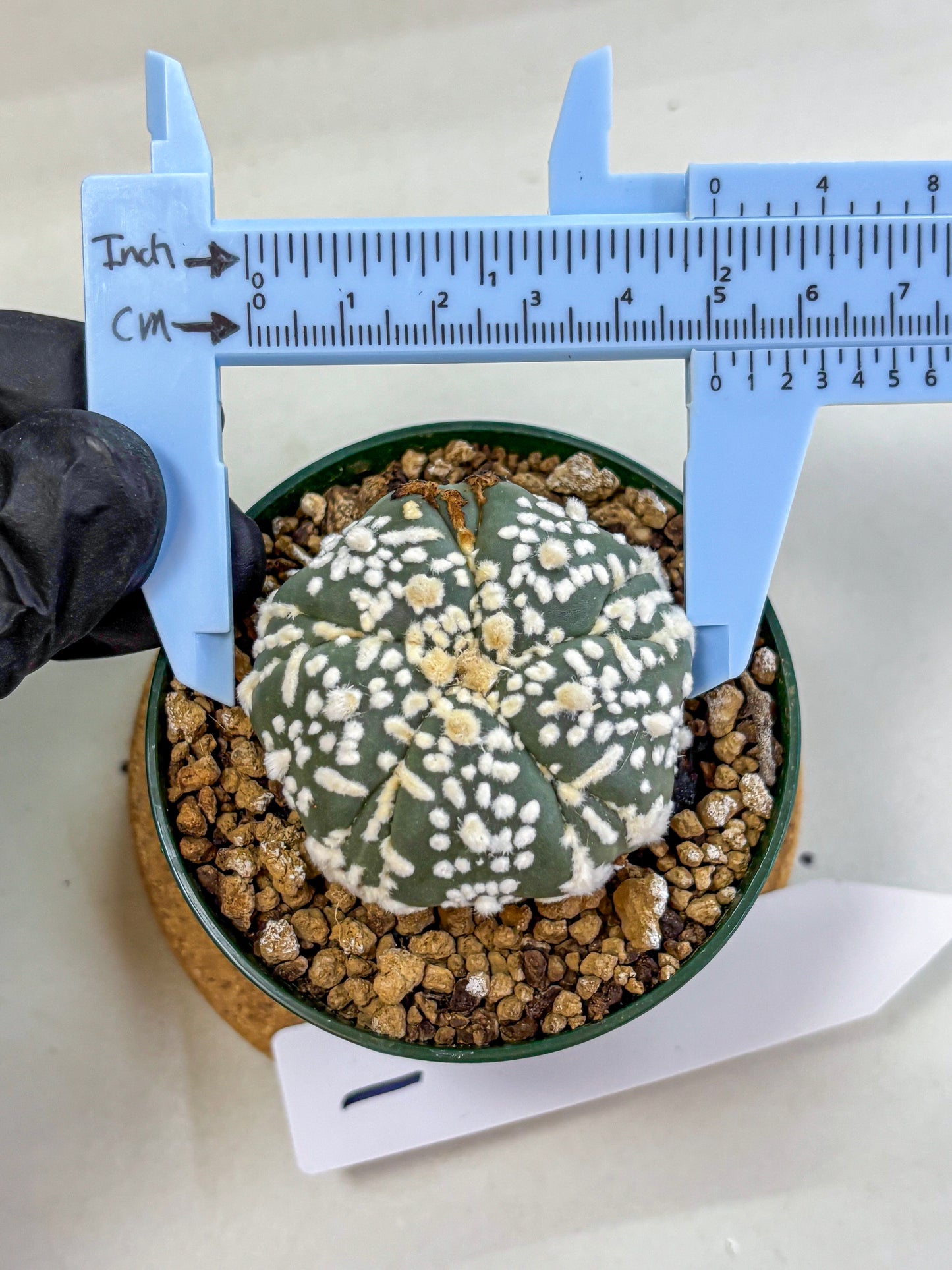 Astrophytum Fukuryu (at8) (01) | Rare Plant | Succulent Cactus