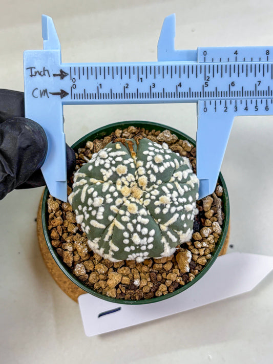 Astrophytum Fukuryu (at8) (01) | Rare Plant | Succulent Cactus
