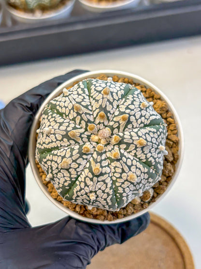 Astrophytum Super Kabuto (at10) (01) | sand dollar cactus