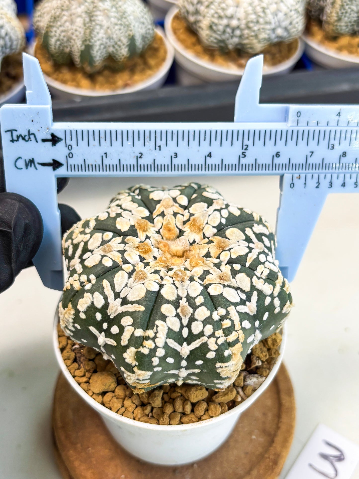Astrophytum Star Shape (at3) (g3) | Very Rare Cactus