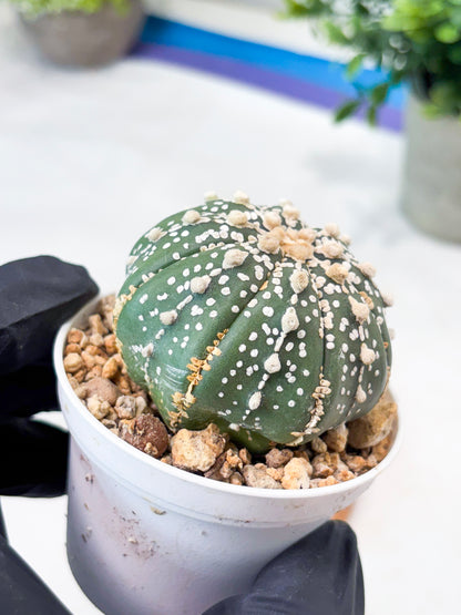 Astrophytum Superkabuto (T9) (r6) | Las Vegas Plant Shop