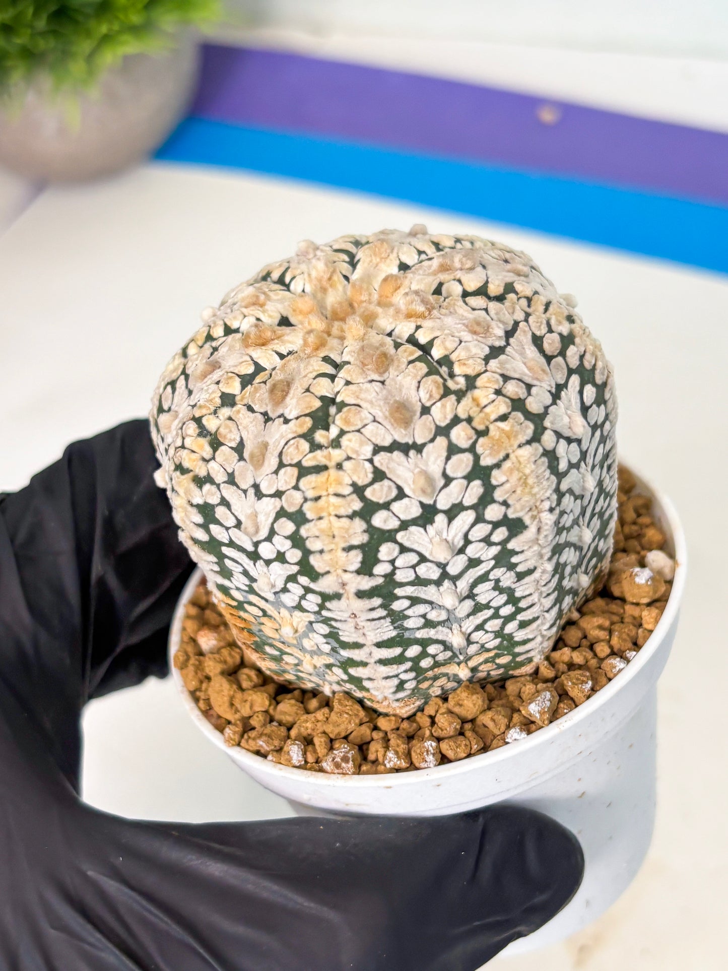 Astrophytum V-Type (at6) (b3) | Rare Star Cactus