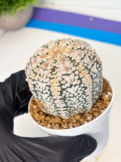Astrophytum V-Type (at6) (b3) | Rare Star Cactus