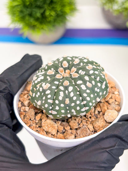 Astrophytum Super Kabuto (t12) (p1) | 3" Pot