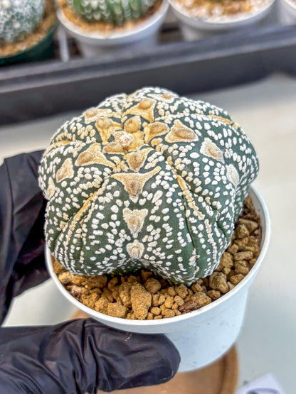 Astrophytum 5-Ribs (at7) (r6) | Living Rocks