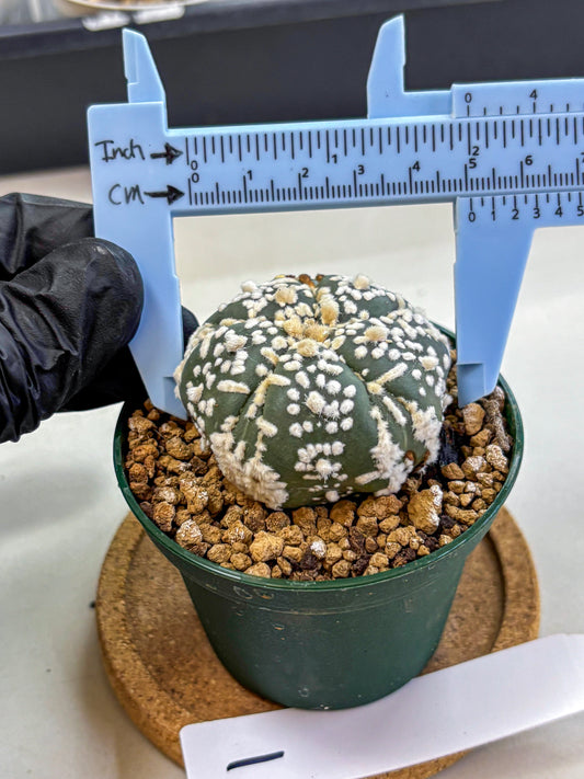 Astrophytum Fukuryu (at8) (01) | Rare Plant | Succulent Cactus