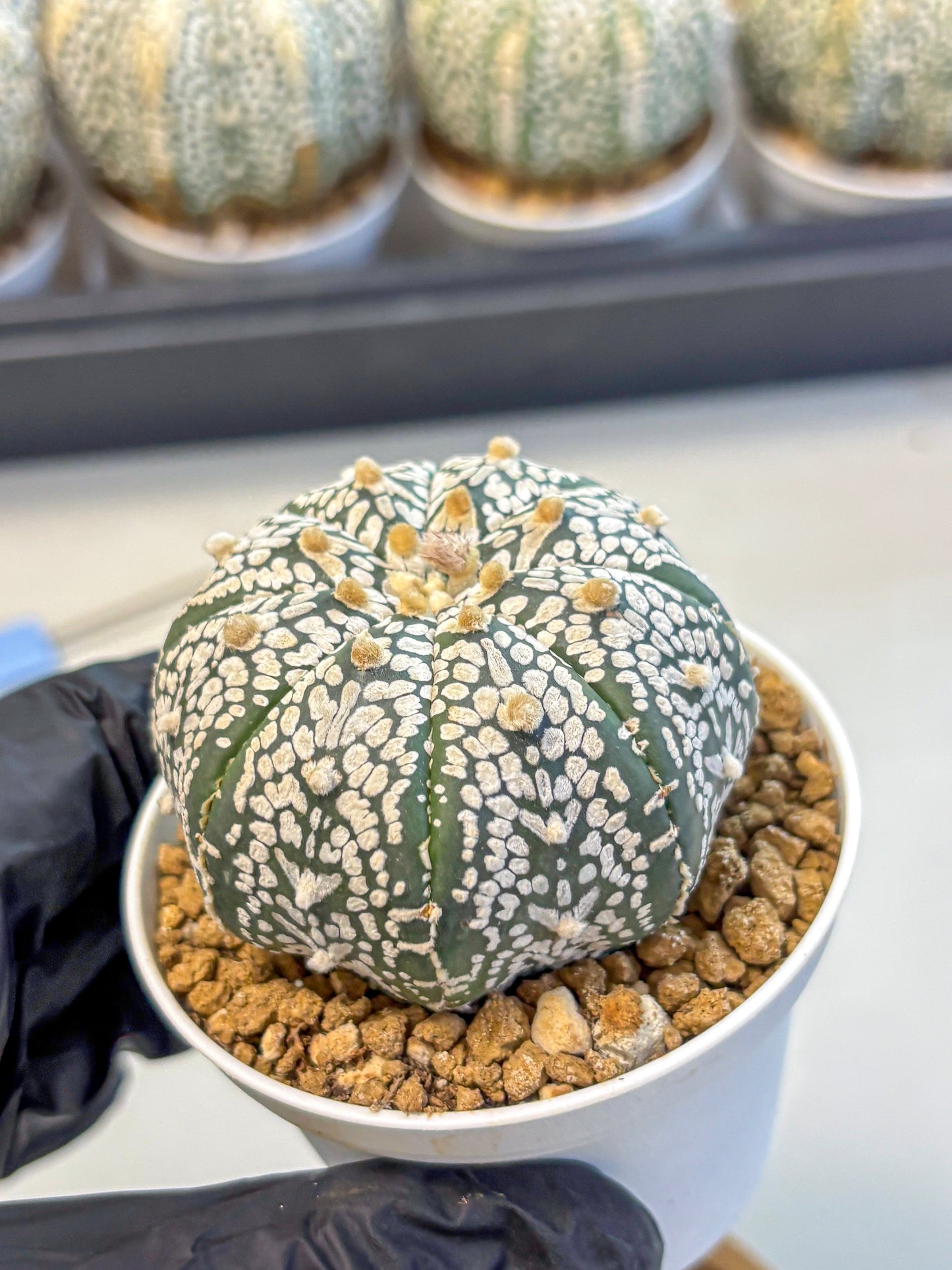 Astrophytum Super Kabuto (at10) (01) | sand dollar cactus