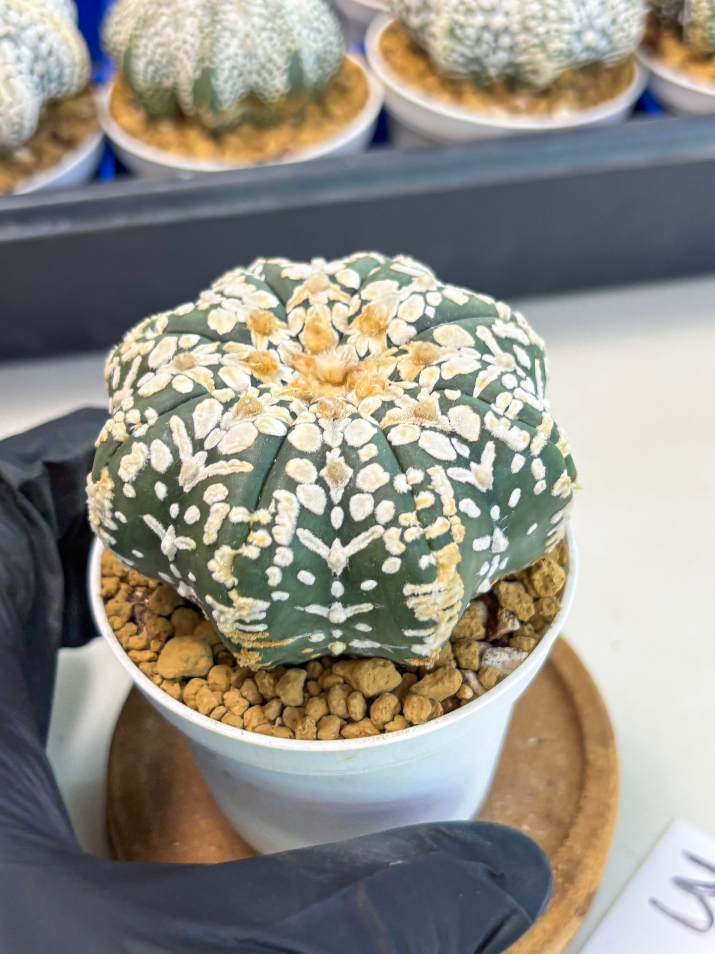 Astrophytum Star Shape (at3) (g3) | Very Rare Cactus