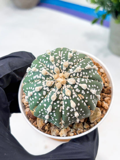 Astrophytum Superkabuto (T9) (r6) | Las Vegas Plant Shop