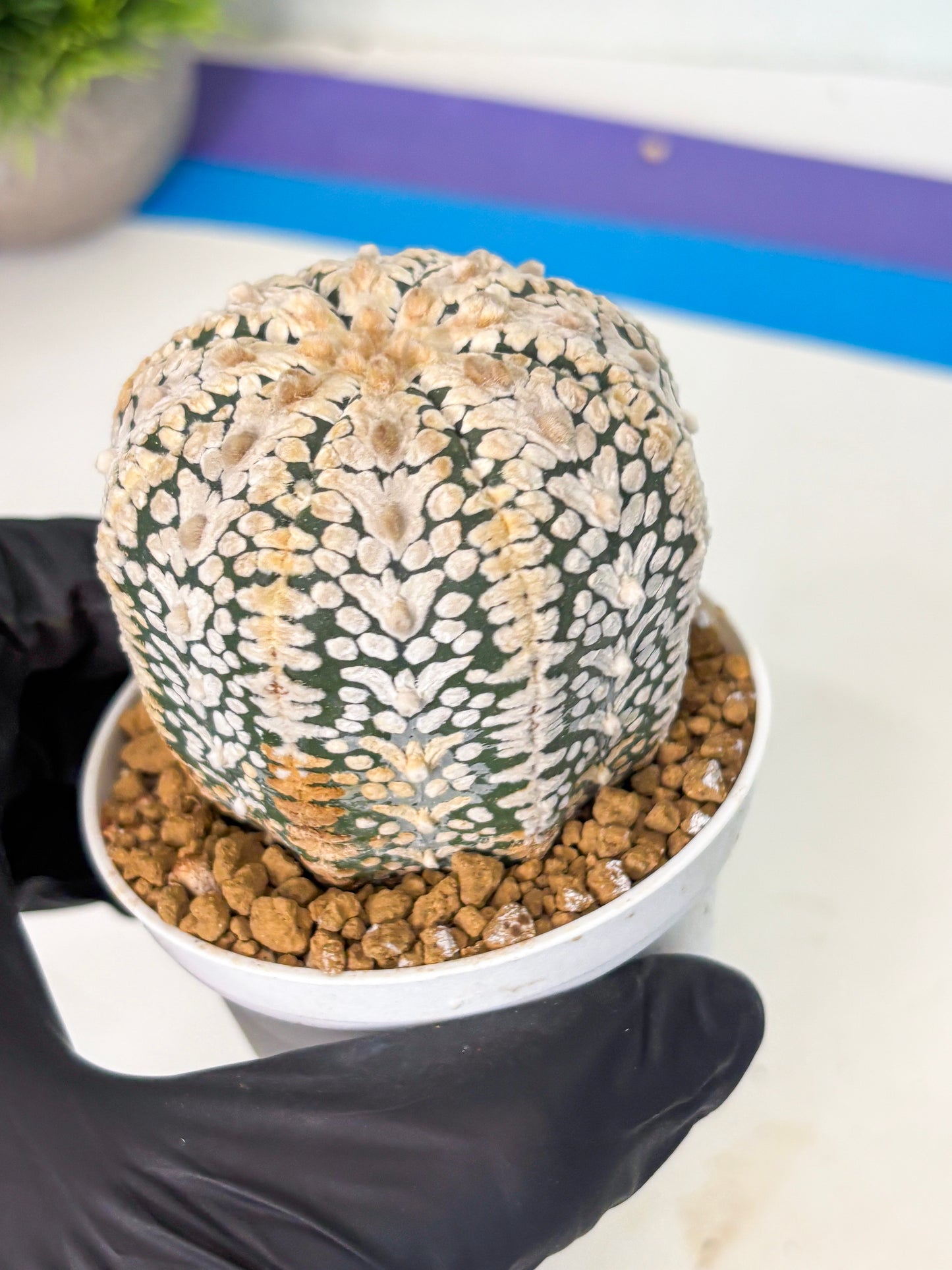 Astrophytum V-Type (at6) (b3) | Rare Star Cactus