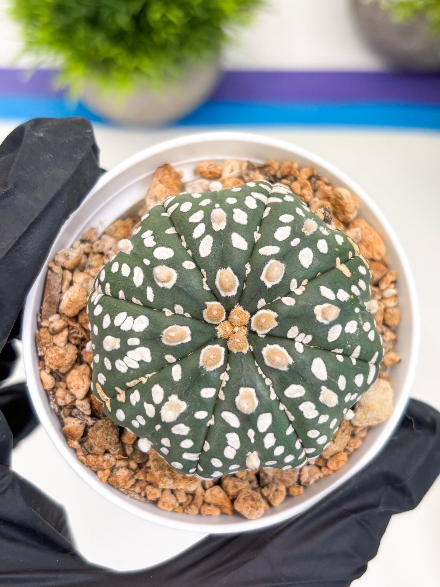 Astrophytum Super Kabuto (t12) (p1) | 3" Pot