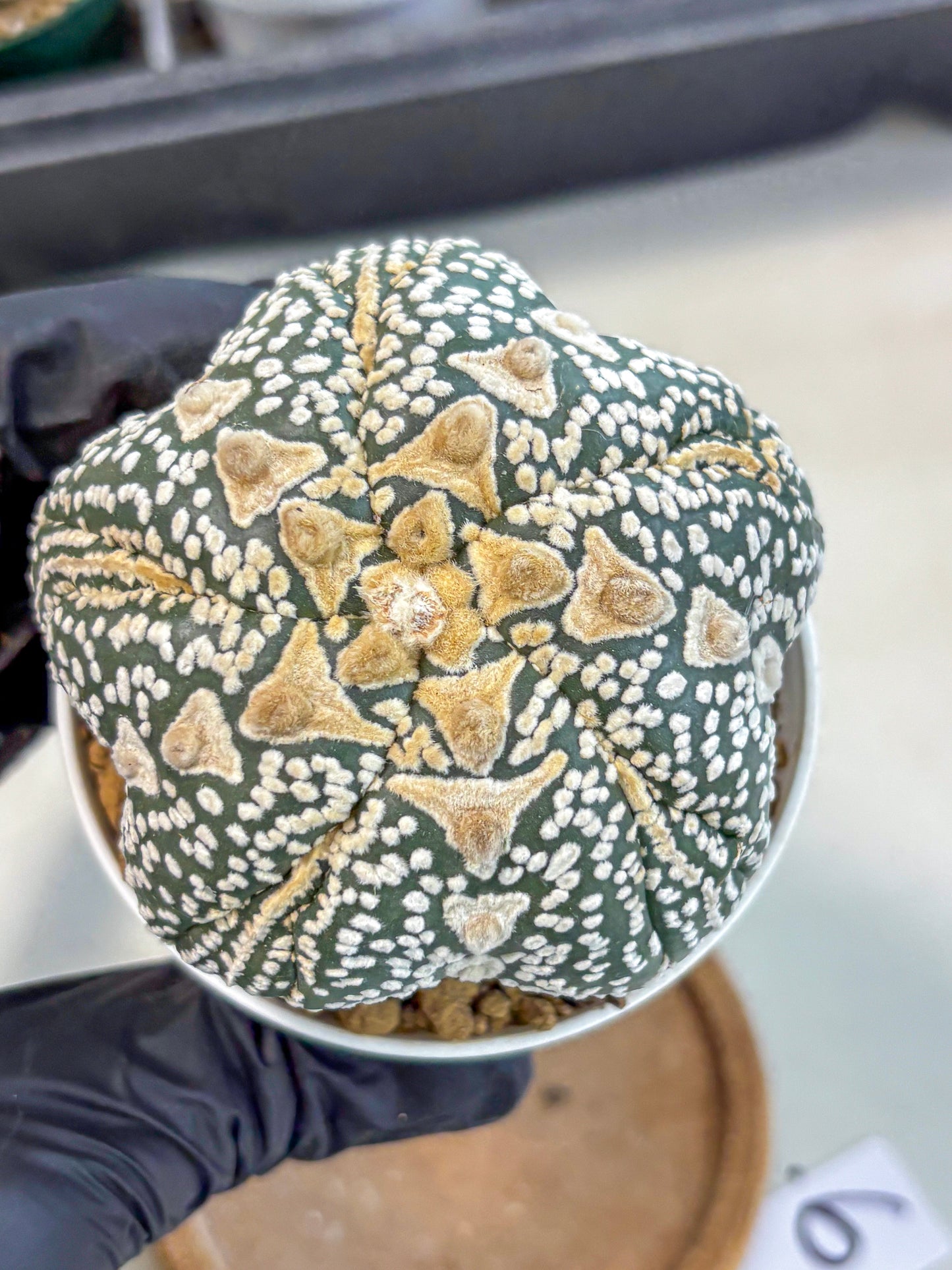 Astrophytum 5-Ribs (at7) (r6) | Living Rocks