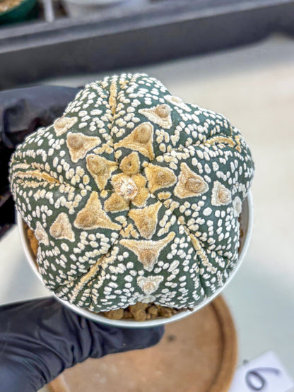 Astrophytum 5-Ribs (at7) (r6) | Living Rocks