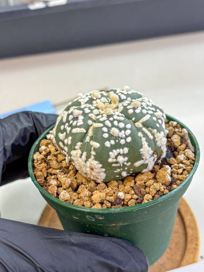 Astrophytum Fukuryu (at8) (01) | Rare Plant | Succulent Cactus