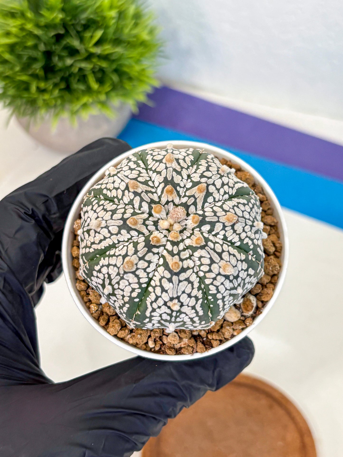 Astrophytum Super Kabuto (at10) (01) | sand dollar cactus
