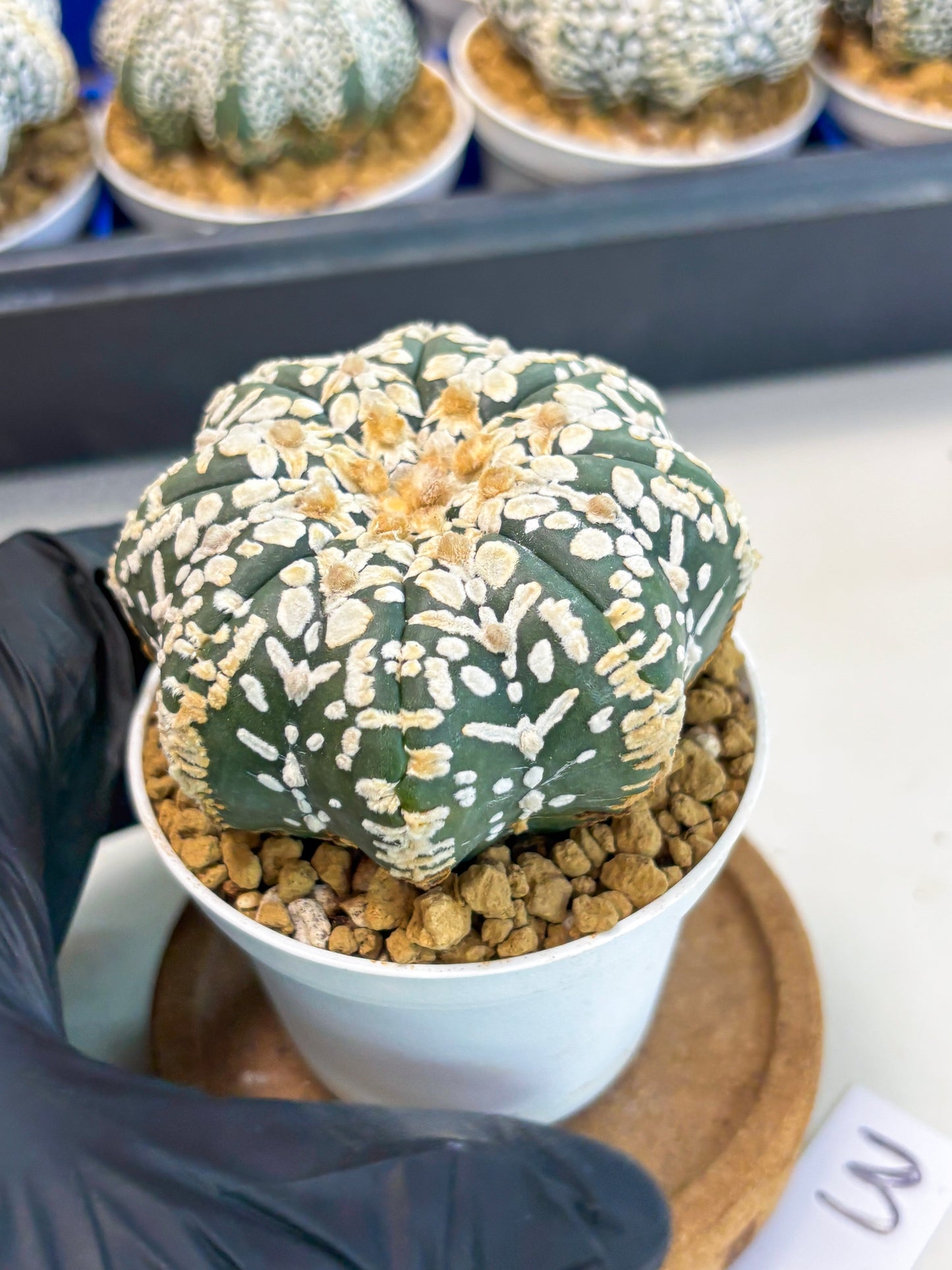 Astrophytum Star Shape (at3) (g3) | Very Rare Cactus