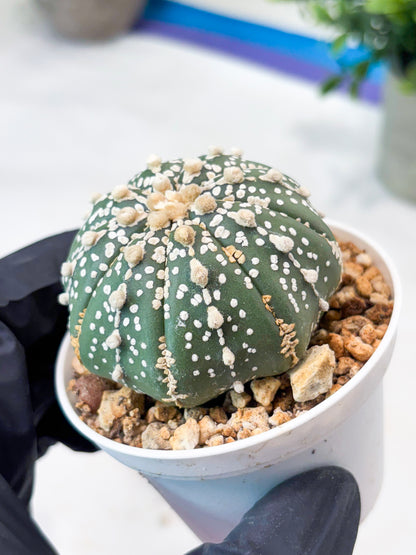 Astrophytum Superkabuto (T9) (r6) | Las Vegas Plant Shop