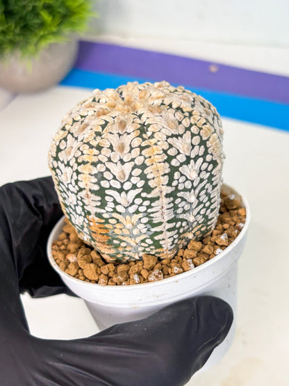 Astrophytum V-Type (at6) (b3) | Rare Star Cactus