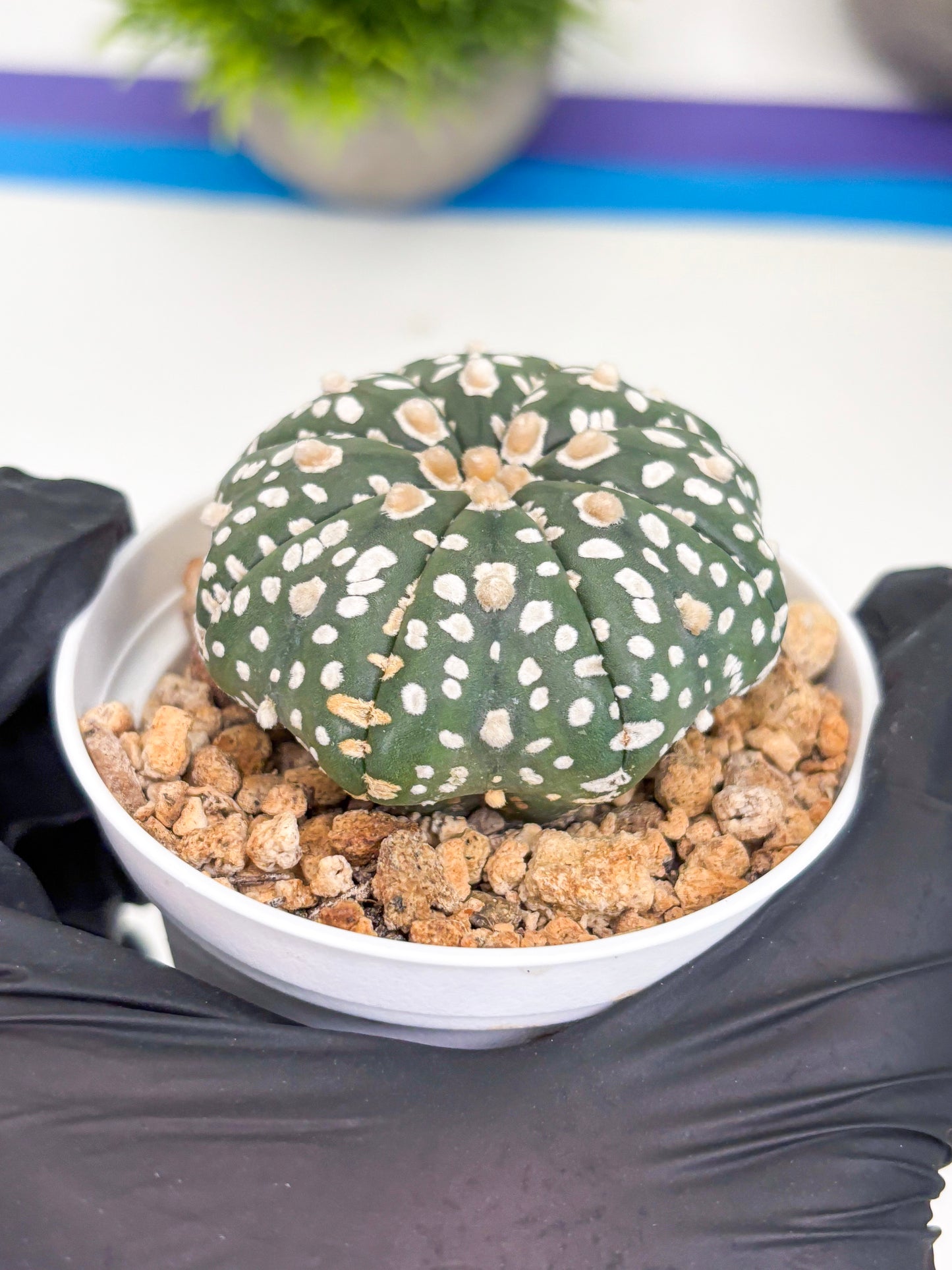Astrophytum Super Kabuto (t12) (p1) | 3" Pot