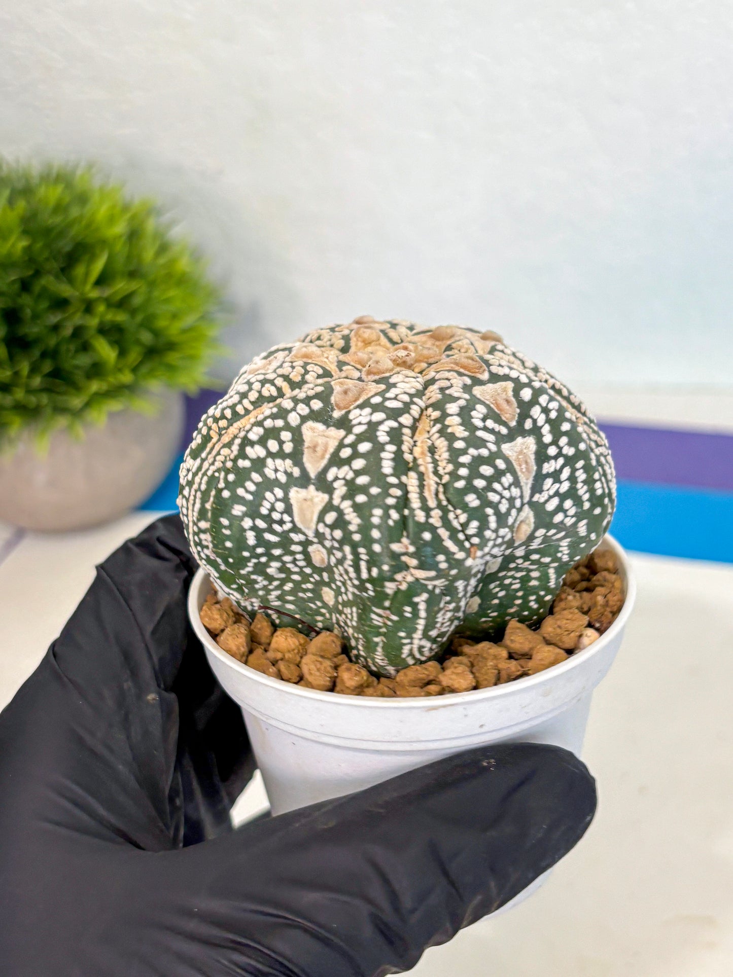 Astrophytum 5-Ribs (at7) (r6) | Living Rocks