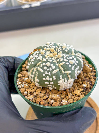 Astrophytum Fukuryu (at8) (01) | Rare Plant | Succulent Cactus