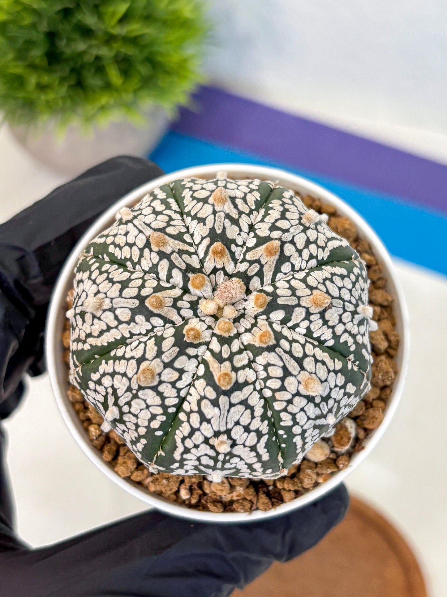 Astrophytum Super Kabuto (at10) (01) | sand dollar cactus