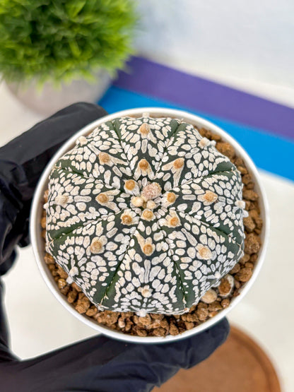Astrophytum Super Kabuto (at10) (01) | sand dollar cactus