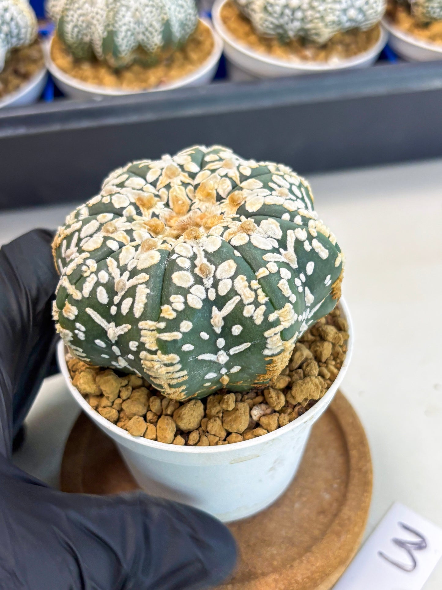 Astrophytum Star Shape (at3) (g3) | Very Rare Cactus