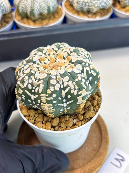 Astrophytum Star Shape (at3) (g3) | Very Rare Cactus