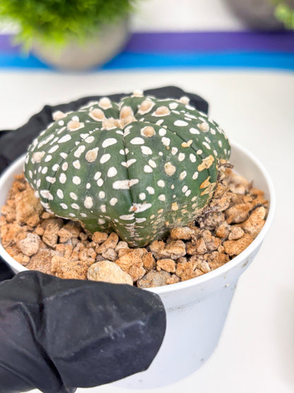Astrophytum Super Kabuto (t12) (p1) | 3" Pot