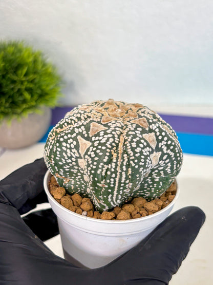 Astrophytum 5-Ribs (at7) (r6) | Living Rocks