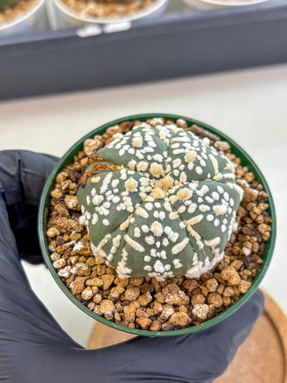 Astrophytum Fukuryu (at8) (01) | Rare Plant | Succulent Cactus
