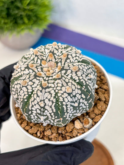 Astrophytum Super Kabuto (at10) (01) | sand dollar cactus